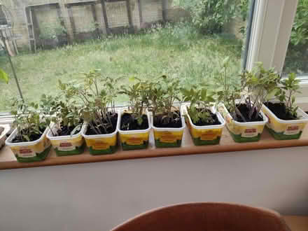 Photo of free Tomato Seedlings (West Molesey) #3