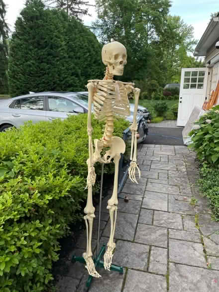 Photo of free Skeleton on stand (Harrison St in Princeton, NJ) #1