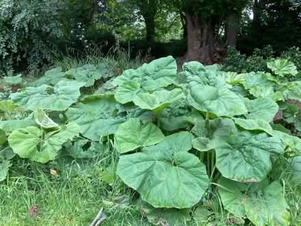 Photo of free Butterburr plants (Chad Valley B16) #2