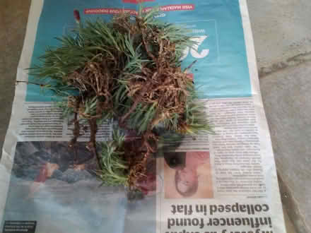 Photo of free Rock Garden Carnation cuttings (World's End RH15) #1