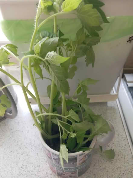 Photo of free Tomato seedlings, unknown variety (Trowbridge hilperton BA14 7) #1