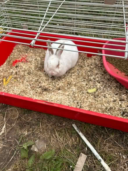 Photo of free Rabit (Cheltenham GL51) #3
