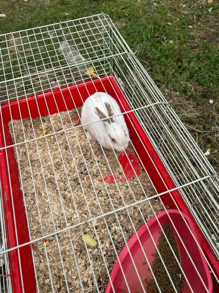 Photo of free Rabit (Cheltenham GL51) #2