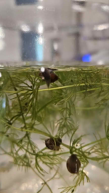 Photo of free Aquarium snails (by luxmanor school) #1