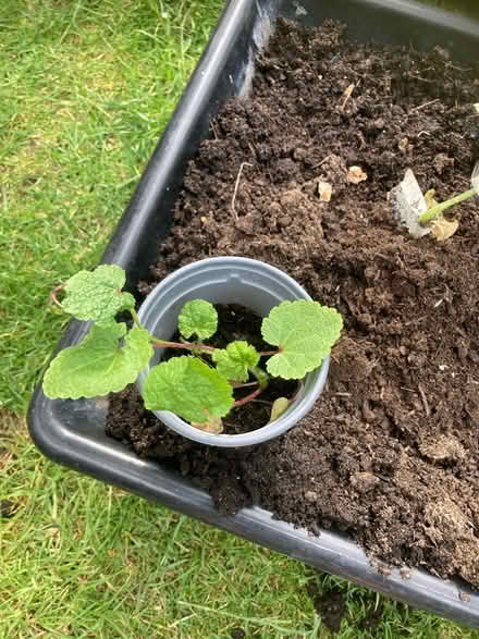 Photo of free Holly hock (Letchworth wilbury) #1