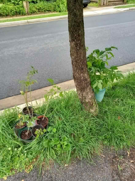 Photo of free One large pot w/2 🍅 and s (Mt Rainier MD) #1