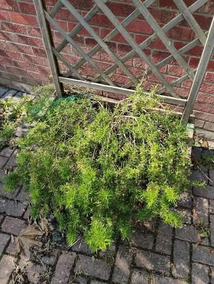 Photo of free Two large rosemary plants (Abingdon OX14) #2