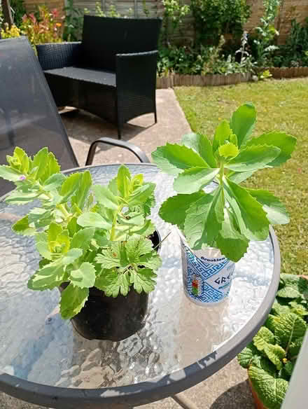 Photo of free Ice plants sedum (Cowley Oxford) #1