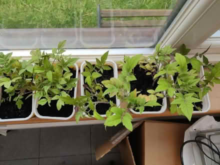 Photo of free Tomato Seedlings (West Molesey) #1