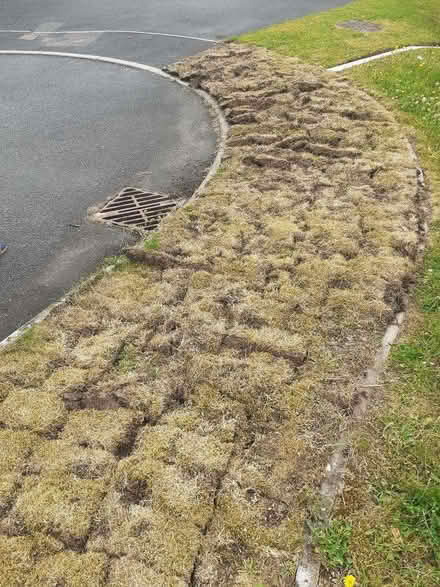 Photo of free weed-killed chunks of old 'turf' (Whitton LD7) #1