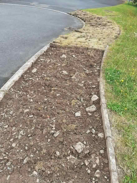 Photo of free weed-killed chunks of old 'turf' (Whitton LD7) #2