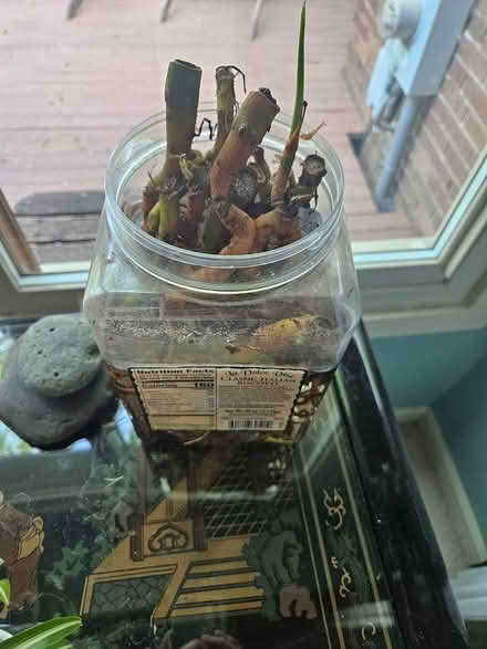 Photo of free Chinese Evergreen Roots (Farmington Hills) #1