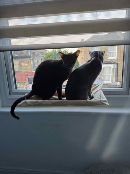 Photo of free Window cat bed (Finsbury Park N4) #2