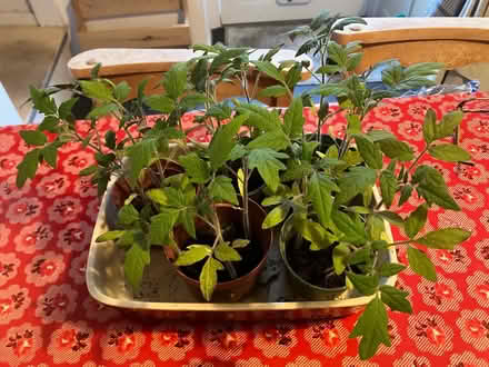 Photo of free Tomato plants (Woolton L25) #1