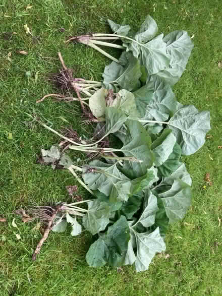 Photo of free Butterburr plants (Chad Valley B16) #1