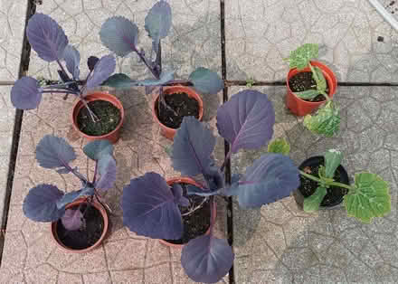 Photo of free 4 cabbage plants 2 courgette plants (AB22) #1
