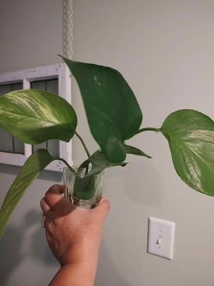 Photo of free House plant clippings (Odenton) #1
