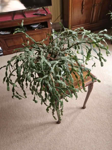 Photo of free Large elderly but healthy Christmas cactus (South Croydon CR2) #1