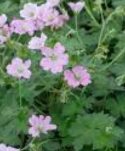 Photo of free Perennial geranium pink (Tilehurst RG31) #1