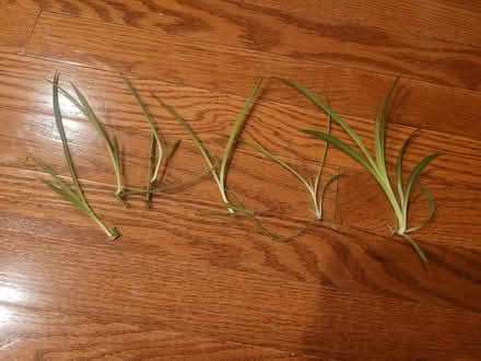Photo of free Spider plant babies (Montclair) #1