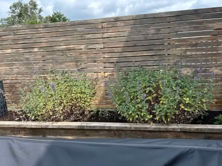 Photo of free Cat mint plants (Wendover, Bucks, HP22) #1
