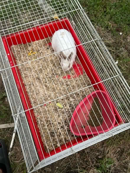 Photo of free Rabit (Cheltenham GL51) #1
