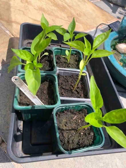 Photo of free Pepper plants (Bradway) #1