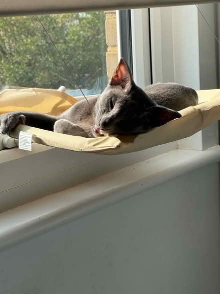 Photo of free Window cat bed (Finsbury Park N4) #1