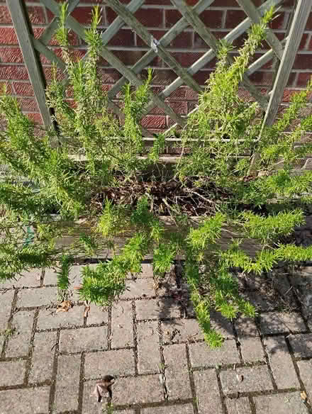 Photo of free Two large rosemary plants (Abingdon OX14) #1