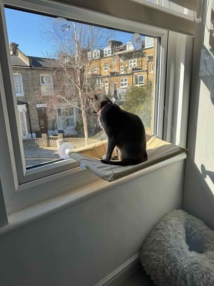 Photo of free Window cat bed (Finsbury Park N4) #3