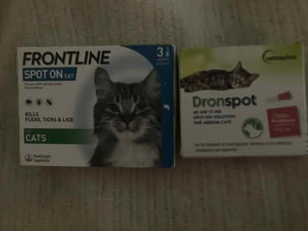 Photo of free medium cat spot on treatment (Slad GL6) #1