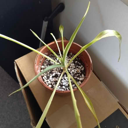 Photo of free Spider Plant (New Town CO1) #1