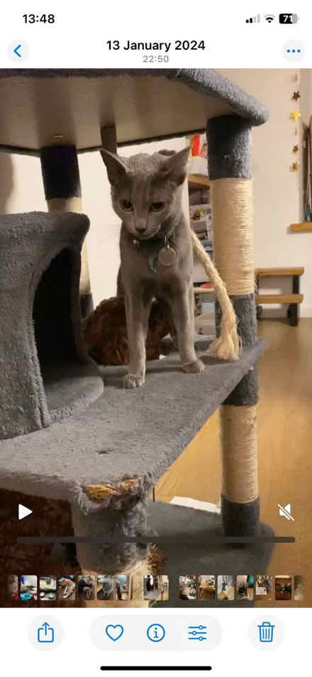 Photo of free Large cat tree, over 1m tall 70cm wide (Broomhill S10) #1
