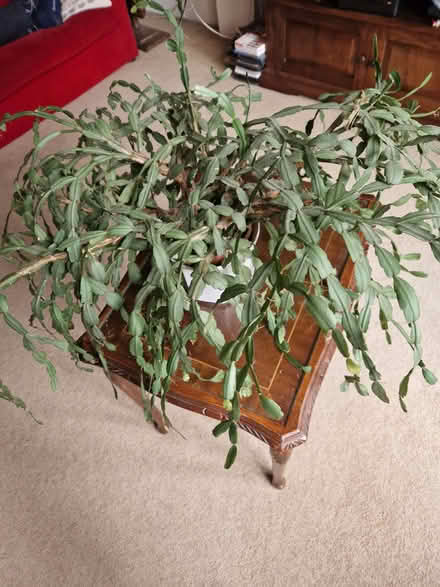 Photo of free Large elderly but healthy Christmas cactus (South Croydon CR2) #2