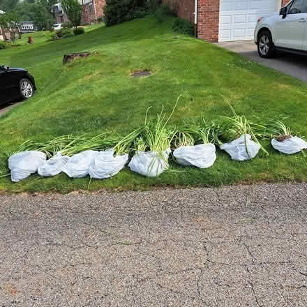 Photo of free Orange day lillies (Allison Park-- Hampton) #1