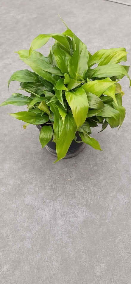 Photo of free Indoor plant: Peace Lilly (Didcot OX11) #1