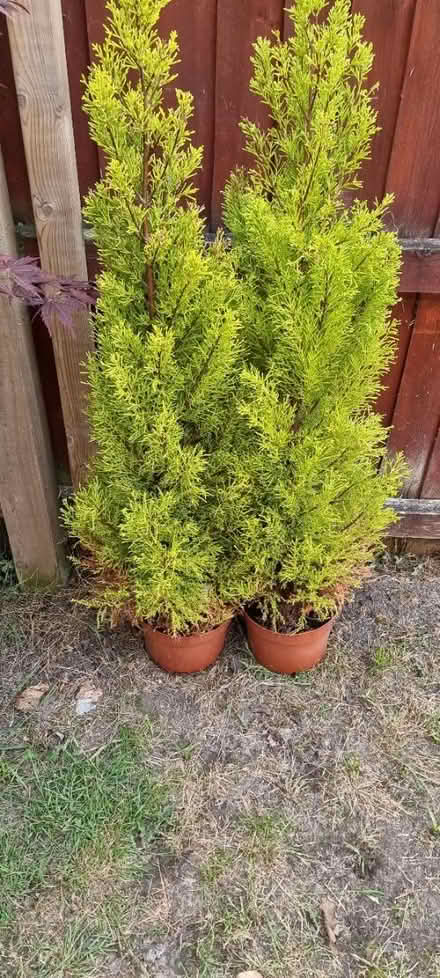 Photo of free 2x Monterey Cypress in pots (Barry CF62) #1
