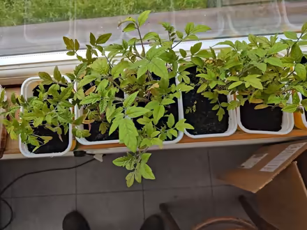 Photo of free Tomato Seedlings (West Molesey) #2