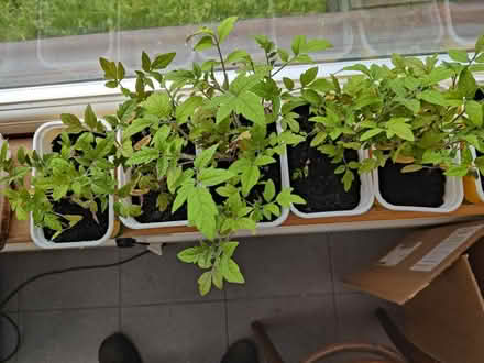 Photo of free Tomato Seedlings (West Molesey) #2