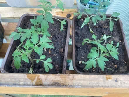 Photo of free Tomato seedlings (Charminster BH8) #1