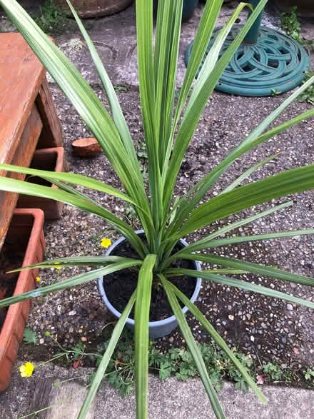 Photo of free Spiky plant (Sprowston NR7) #1