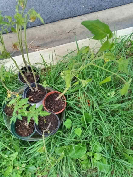 Photo of free Tomato seedlings (Mt Rainier MD) #1