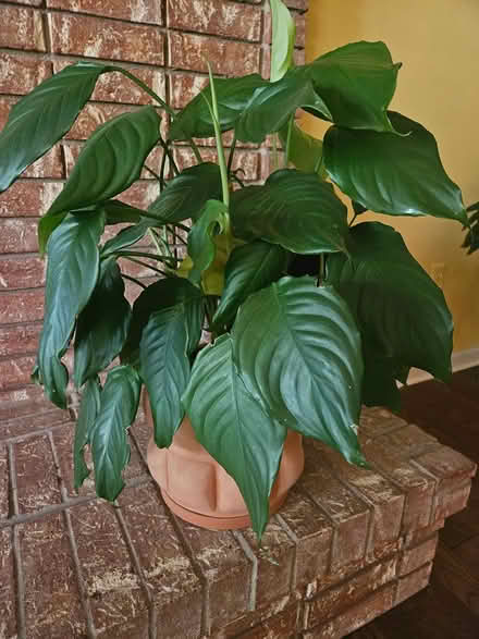 Photo of free Chinese Evergreen Roots (Farmington Hills) #3