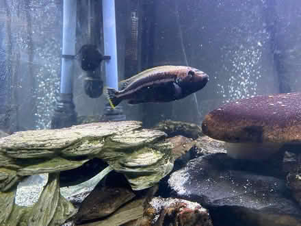 Photo of free large Cichlid male (Lake county) #1