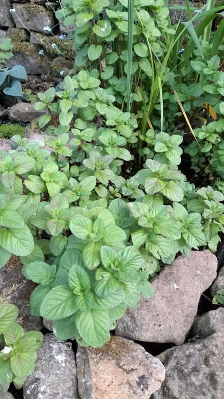 Photo of free Water Mint Plants (Crich DE4) #1