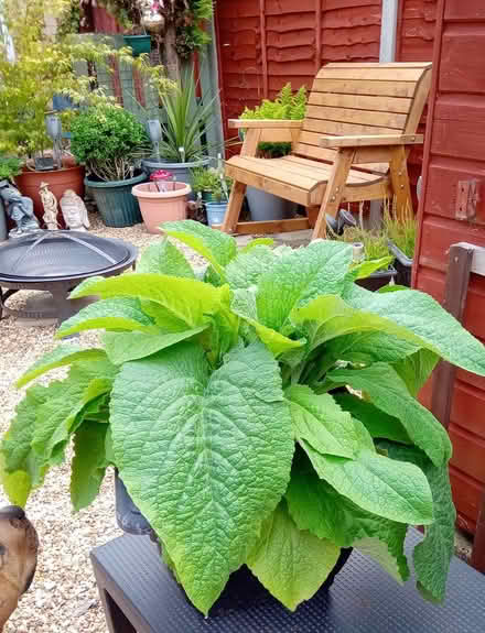 Photo of free Hollyhock plant (Orton Goldhay) #1