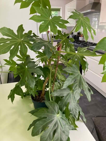 Photo of free Green houseplant (Clewer Green SL4) #1