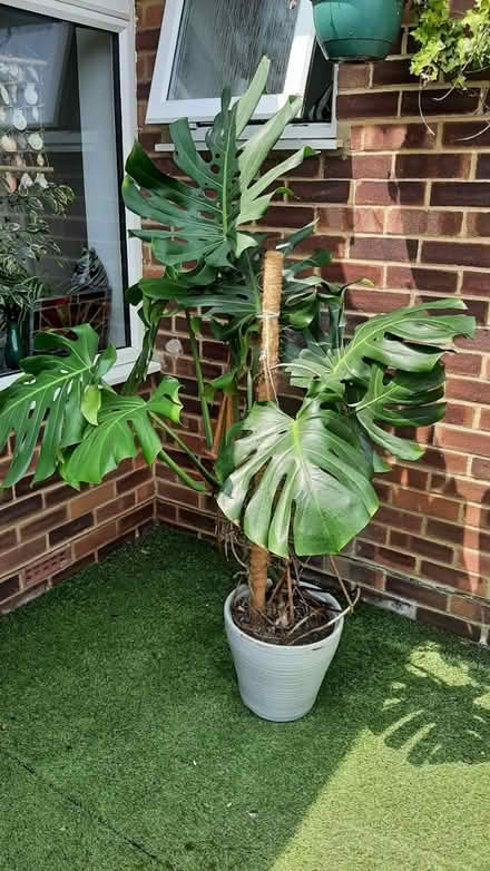 Photo of free large cheese plant 🪴 (peacehaven) #3