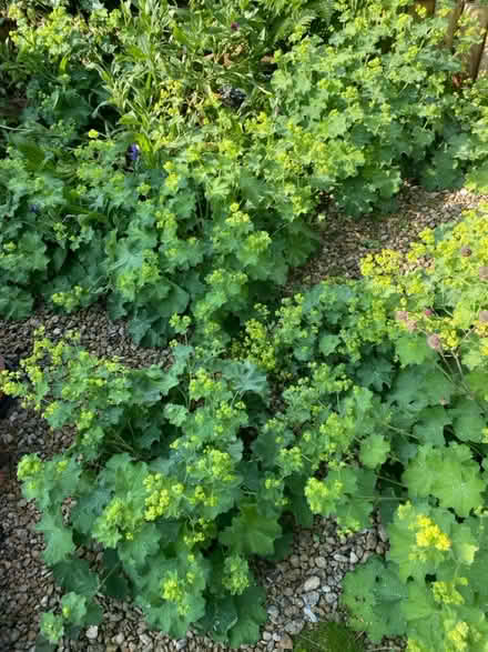 Photo of free Plants (BA11) #1