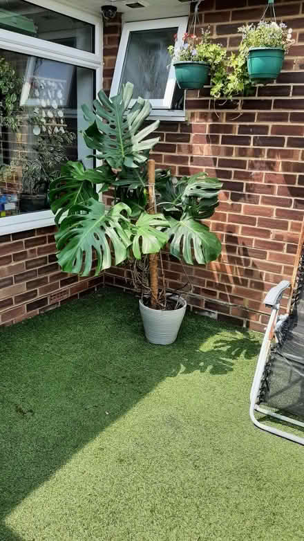 Photo of free large cheese plant 🪴 (peacehaven) #2